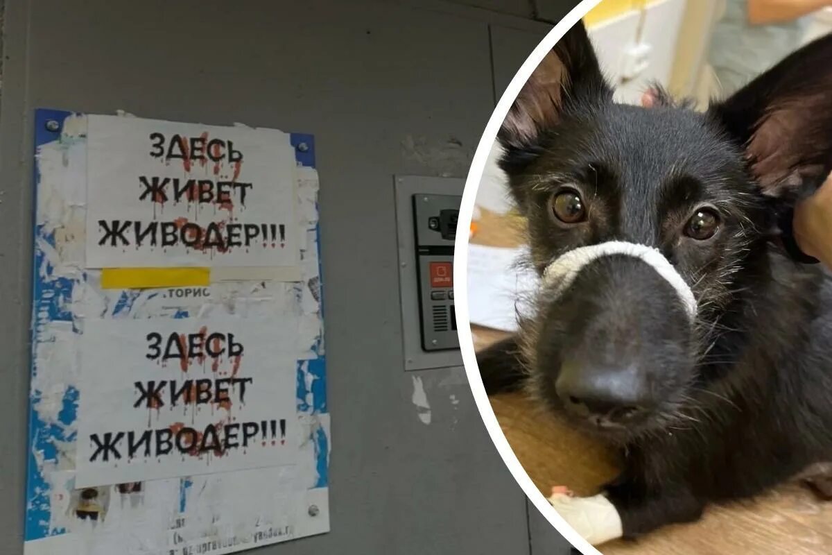 Хозяин выбросить