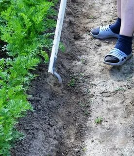Подрезание сорняков