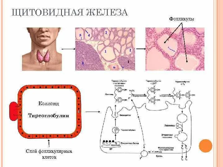 Тиреоглобулин щитовидной железы. Коллоид щитовидной железы. Фолликул щитовидной железы. Коллоид фолликулов щитовидной.