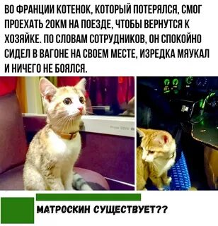 Кот по французски