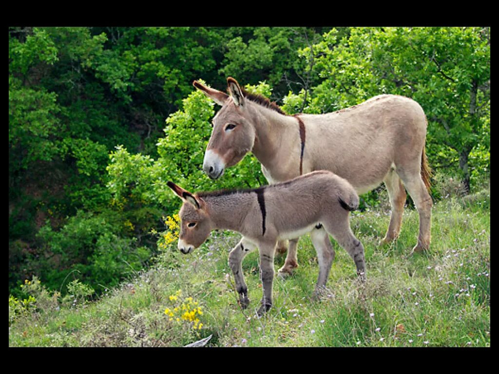 Ишак и осёл. Donkey 1366х768. Дикий нубийский осел. Бухарский осел. Donkey hs.