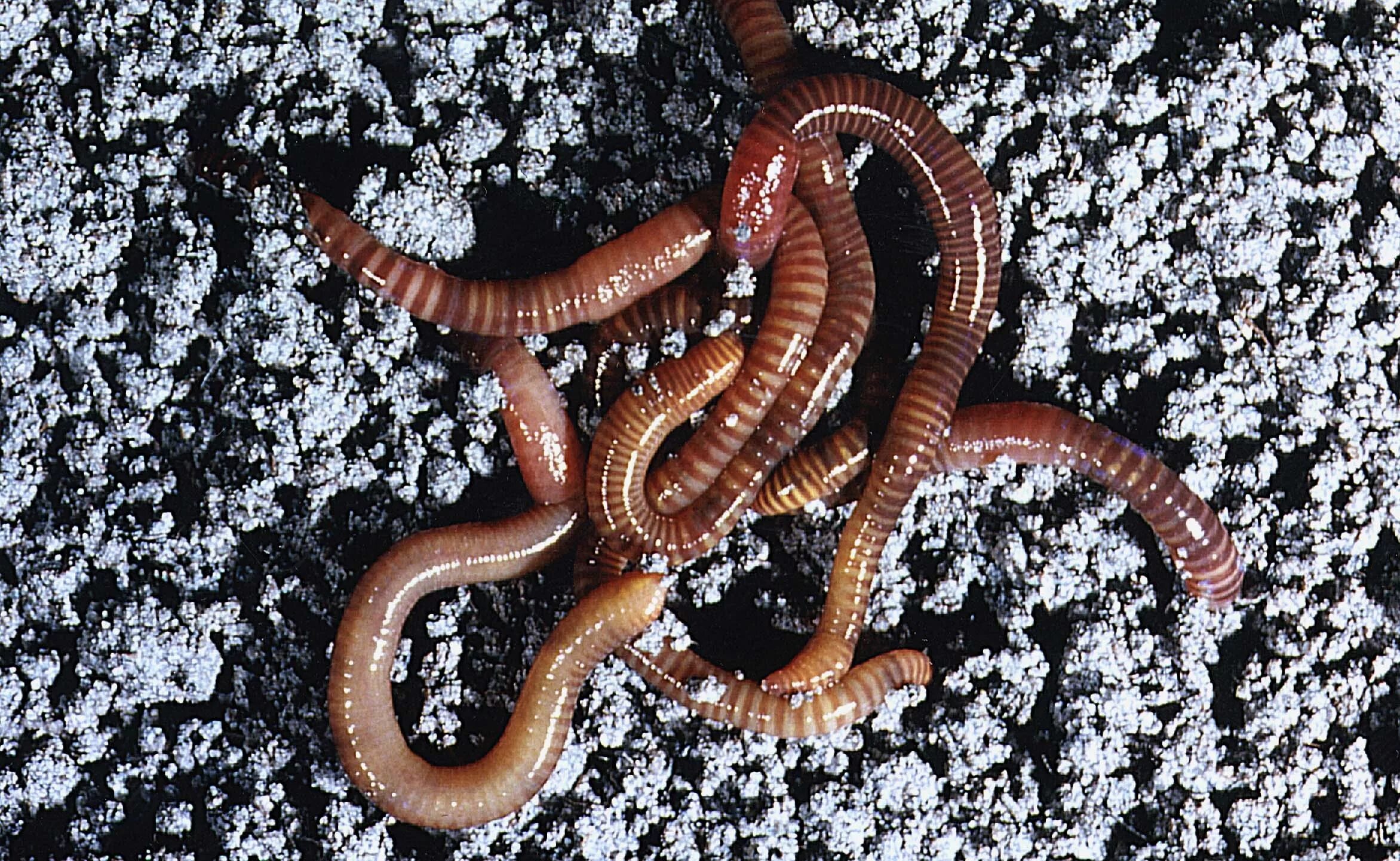 Дождевые черви Eisenia Fetida. Червь навозный (Eisenia foetida). Калифорнийский червь навозный червь. Звук червяков