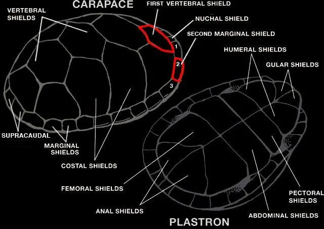 Панцирь черепахи строение карапакс и пластрон. Пластрон и карапакс красноухой черепахи. Строение панциря черепахи. Анатомия черепахи красноухой. Толщина панциря черепахи