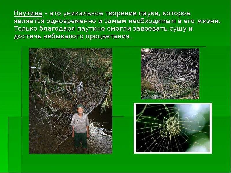 Какое значение паутины. Паутина это кратко. для чего нужна паутина. роль паутины в жизни паука. функции паутины.