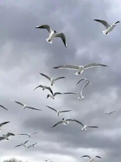 Никольские белые птицы