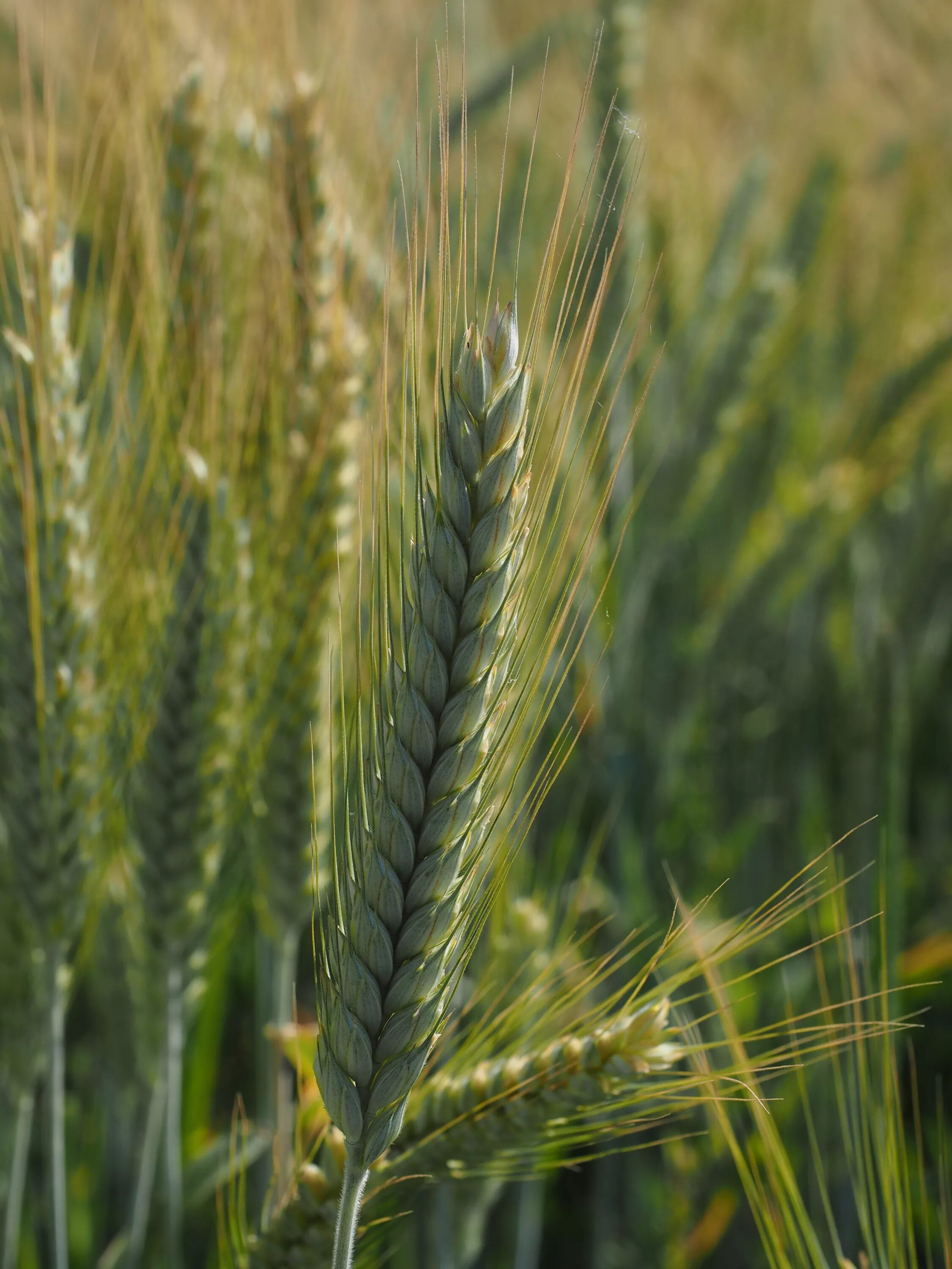 Ячмень трава. Ячмень (hordeum l.). яровой ячмень нур. ячмень вакула колос. ячмень яровой сорт прерия.