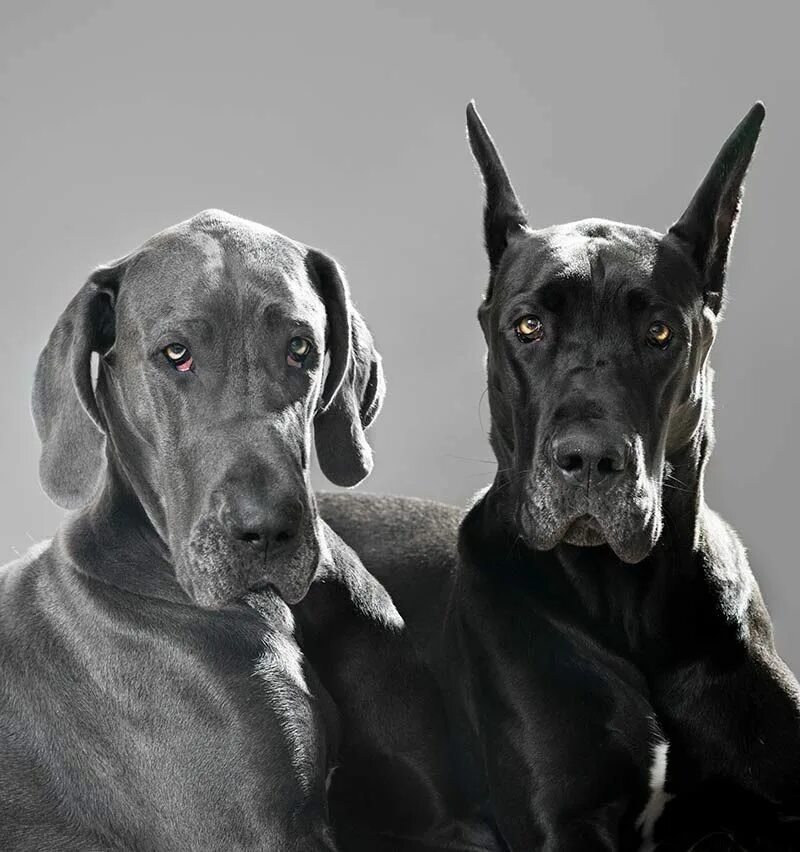 2 больших собак. Порода собак Королевский дог. Дог Королевский некупированный. Грейт Дейн. Немецкий дог некупированный.