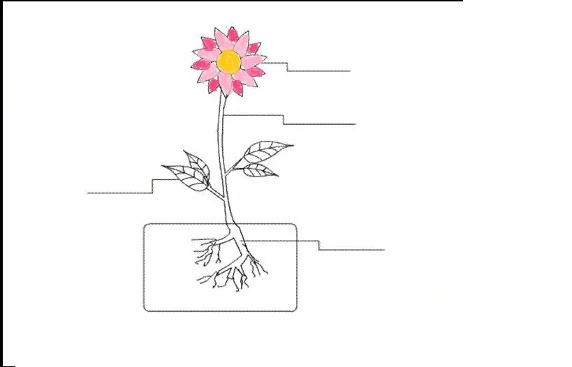 Строение растения рисунок с подписями. Части растения. Части растений для дошкольников. Части цветка для дошкольников. Части растений задания для детей.