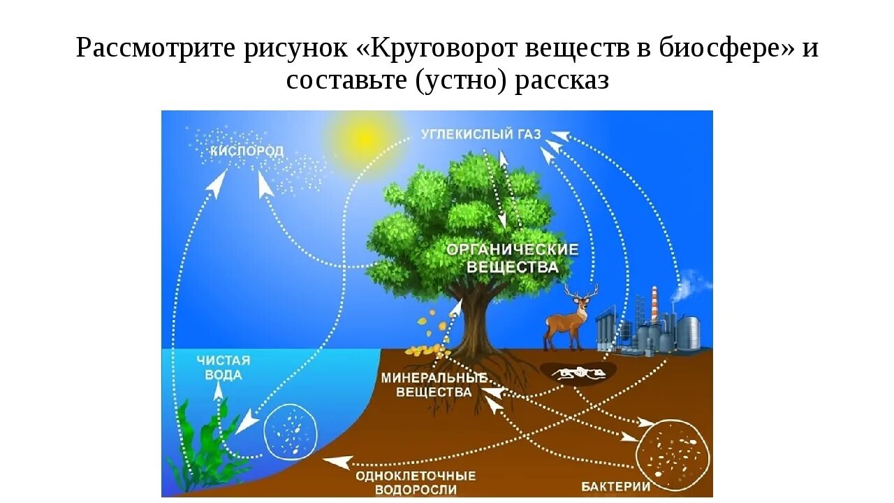 В биосфере происходит. Биологический круговорот почвоведение. биологический круговорот в биосфере. круговорот веществ в биосфере 6 класс география. биологический круговорот в природе.