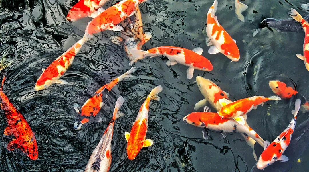 карп кои вуалевый. карп кои комета. карпы кои. рыба киото. карп кои вуалевый.