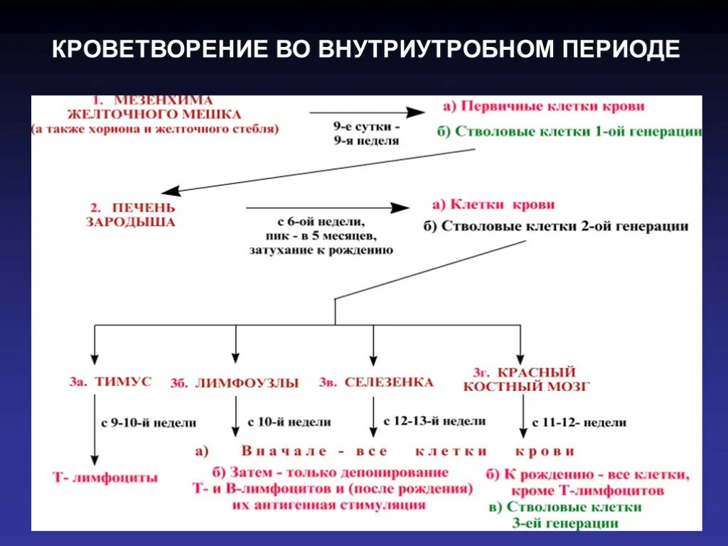 Эмбриональный гемопоэз. Периоды эмбрионального гемопоэза таблица. Эмбриональное кроветворение схема. Периоды эмбрионального кроветворения. Кроветворение гемопоэз гистология.