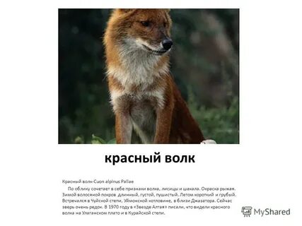 Занесен ли волк в красную книгу