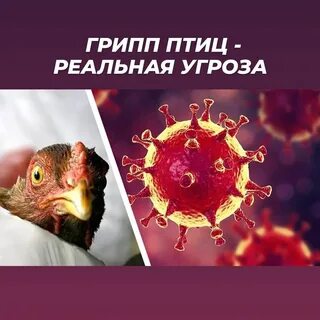 Птичий грипп распространение