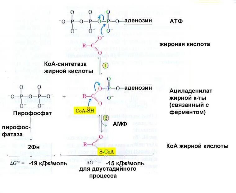 Сукцинил КОА жирных кислот. Преобразование жирных кислот. Образование КОА-эфиров жирных кислот,. Ацил из жирной кислоты.