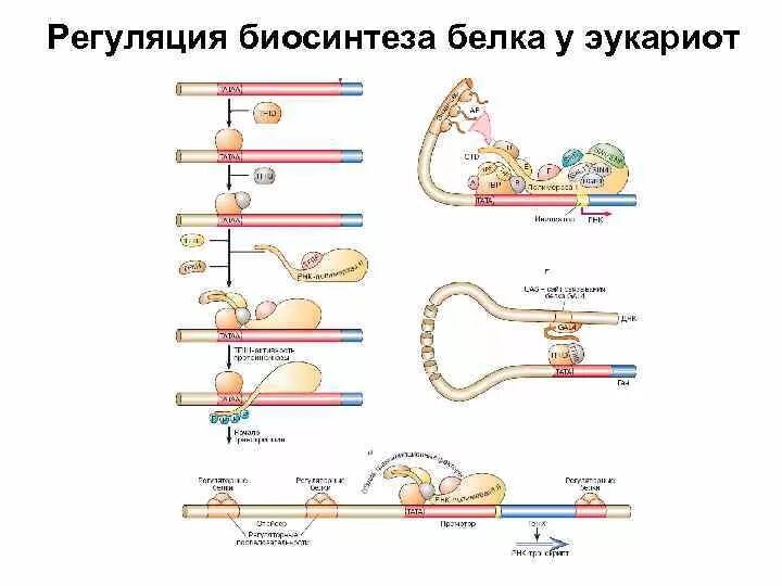 Регуляция у прокариот и эукариот