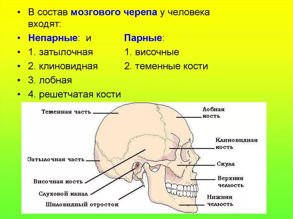 Назови кости черепа. Парные и непарные кости лицевого отдела черепа. Парные кости черепа человека анатомия. Кости мозгового отдела черепа таблица. Парные и непарные кости черепа человека анатомия.