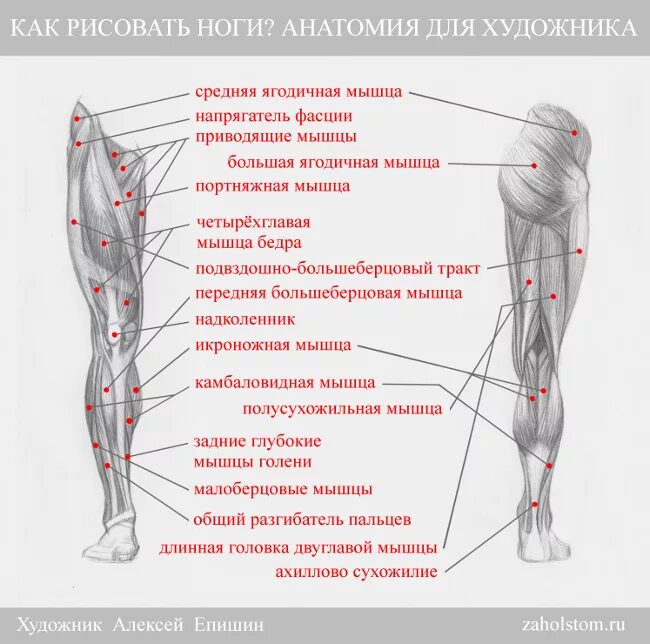 Мышцы ног. Анатомия ноги. Части мышц ног названия. Ноги анатомия для художников. Часть ноги на б