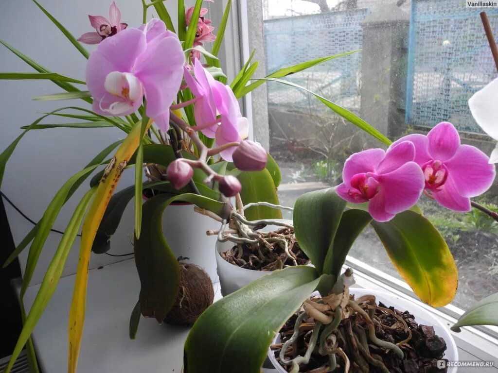 Как ухаживать за орхидеей после магазина. Орхидея ваниль. Орхидея ваниль грунт. Орхидея ваниль домашнее цветение. Фаленопсис уход в домашних условиях.