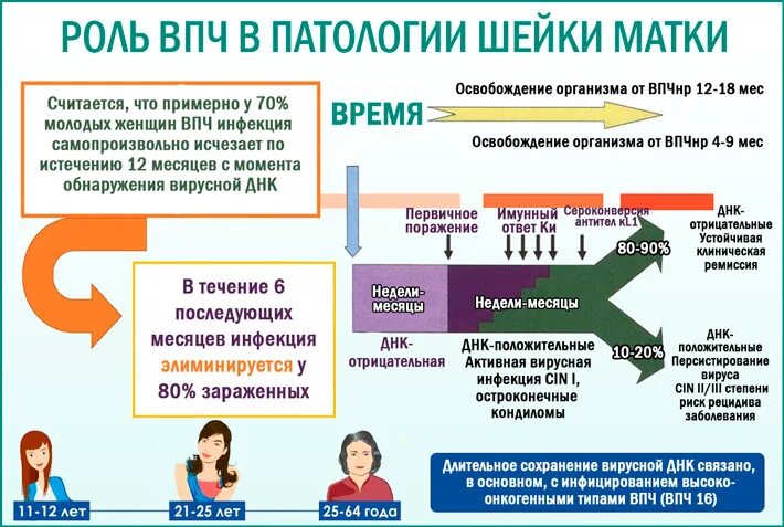 Вирусы высокого онкогенного риска. Онкогенные папилломавирусы высокого онкогенного риска.