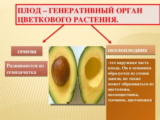 Формирование околоплодника. Плод орган растения. Околоплодник образуется из. Околоплодник и семя. Плод это генеративный орган.