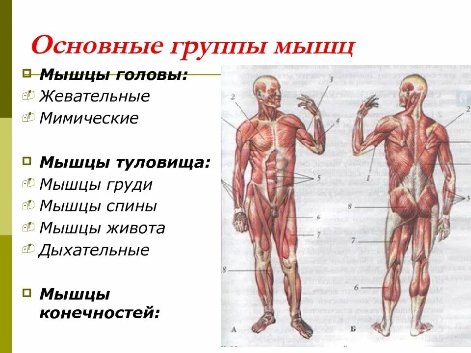 Сколько групп мышц. Мышцы туловища и конечностей. мышцы головы туловища и конечностей. основные группы мышц головы. мышцы туловища и конечностей 8 класс.