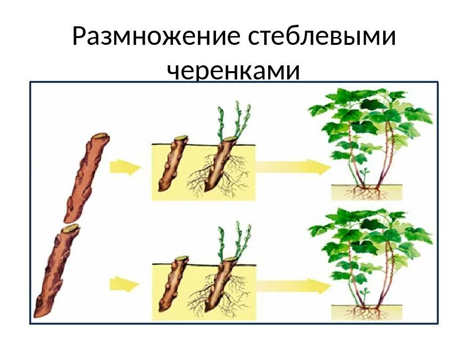 Как растения размножаются стеблем. Размножение пионов стеблевыми черенками. растения размножающиеся черенками. размножение черенкованием примеры. размножение древесных растений черенками.