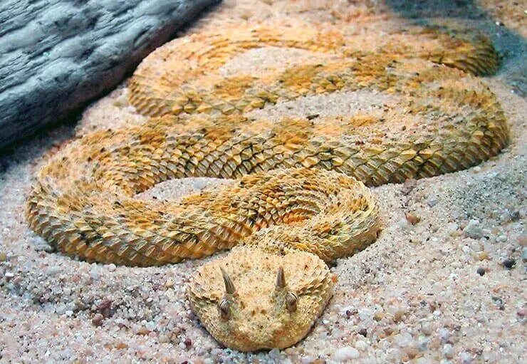 Пустынная гадюка земляная змея. Кустарниковая гадюка (Atheris. Рогатая Сахарская гадюка. Рогатая древесная гадюка. Колючая кустарниковая гадюка.