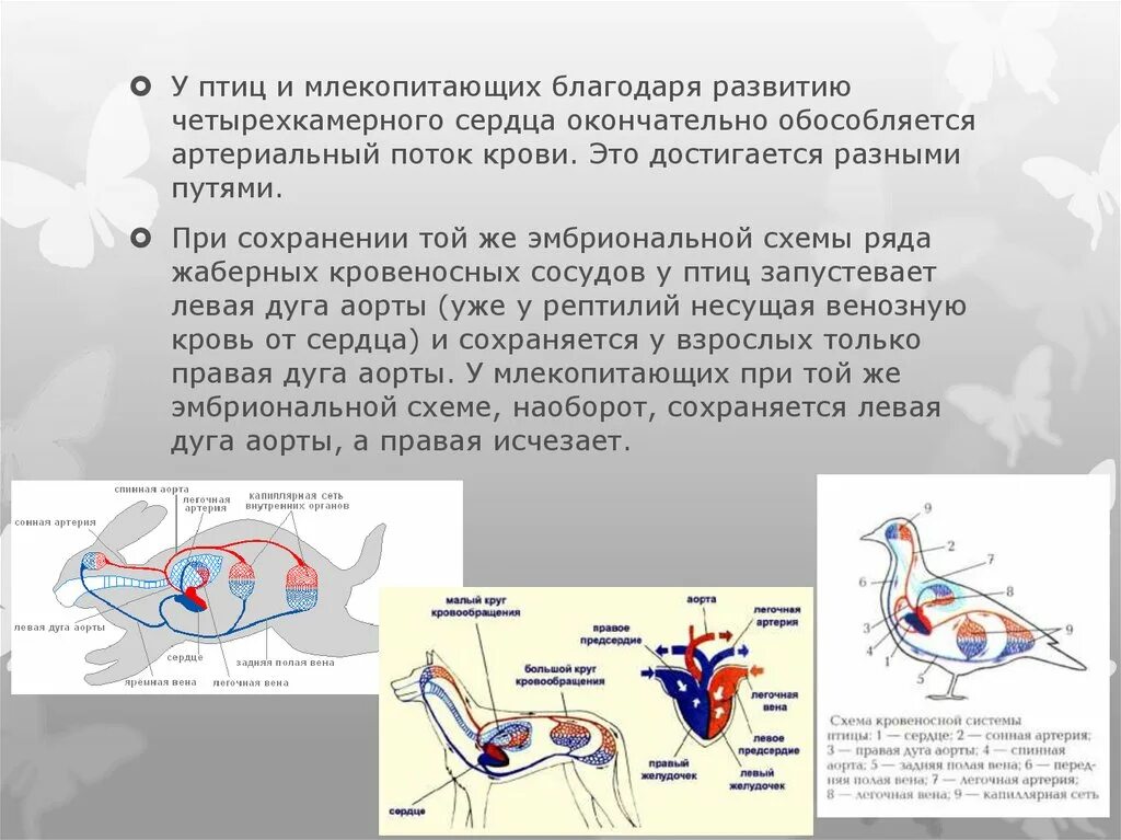 Какие сосуды у млекопитающих. Кровеносная система птиц и млекопитающих. четырехкамерное сердце у птиц. сердце млекопитающих и птиц (четырехкамерное). четырёхкамерное сердце у птиц.