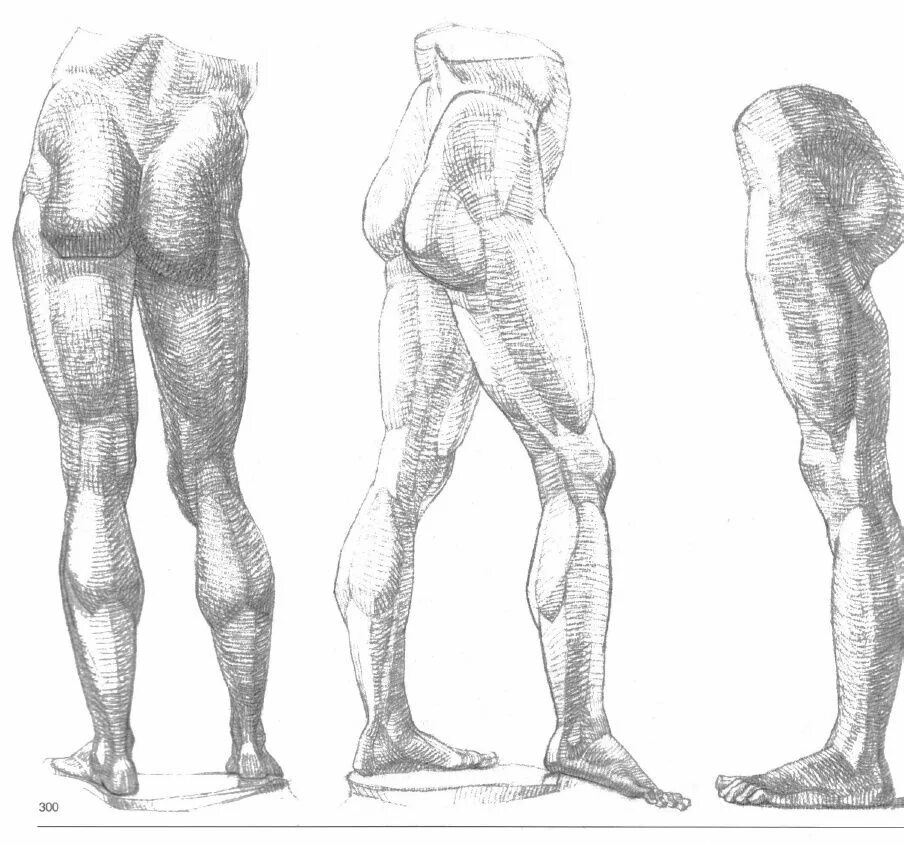 Фигура человека анатомия. Готтфрид Баммес фигура человека. Готфрид Баммес анатомия пропорции. Готтфрид Баммес изображение фигуры человека. Готфрид Баммес анатомия человека.