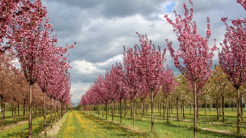 Вишня мелкопильчатая Royal Burgundy. Прунус Роял бургунди. Prunus serrulata Royal Burgundy. Вишня мелкопильчатая (Сакура) Ройял бургунди. Сакура роял бургунди