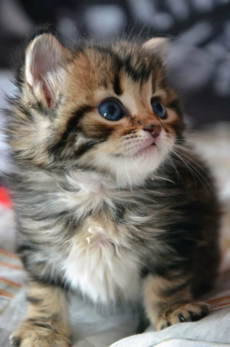 Покажи фотки котят. Маленький котенок. Милые котики. Маленькие котяры. Красивые котята.