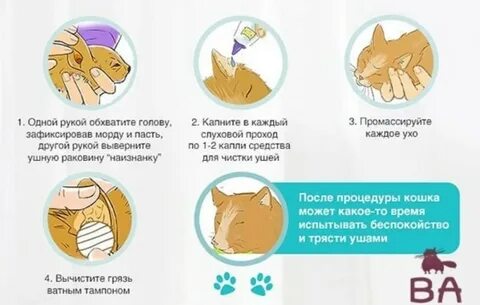 Можно ли котам уши