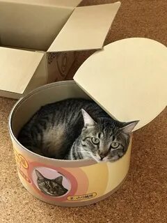 Кошка застряла в консерве