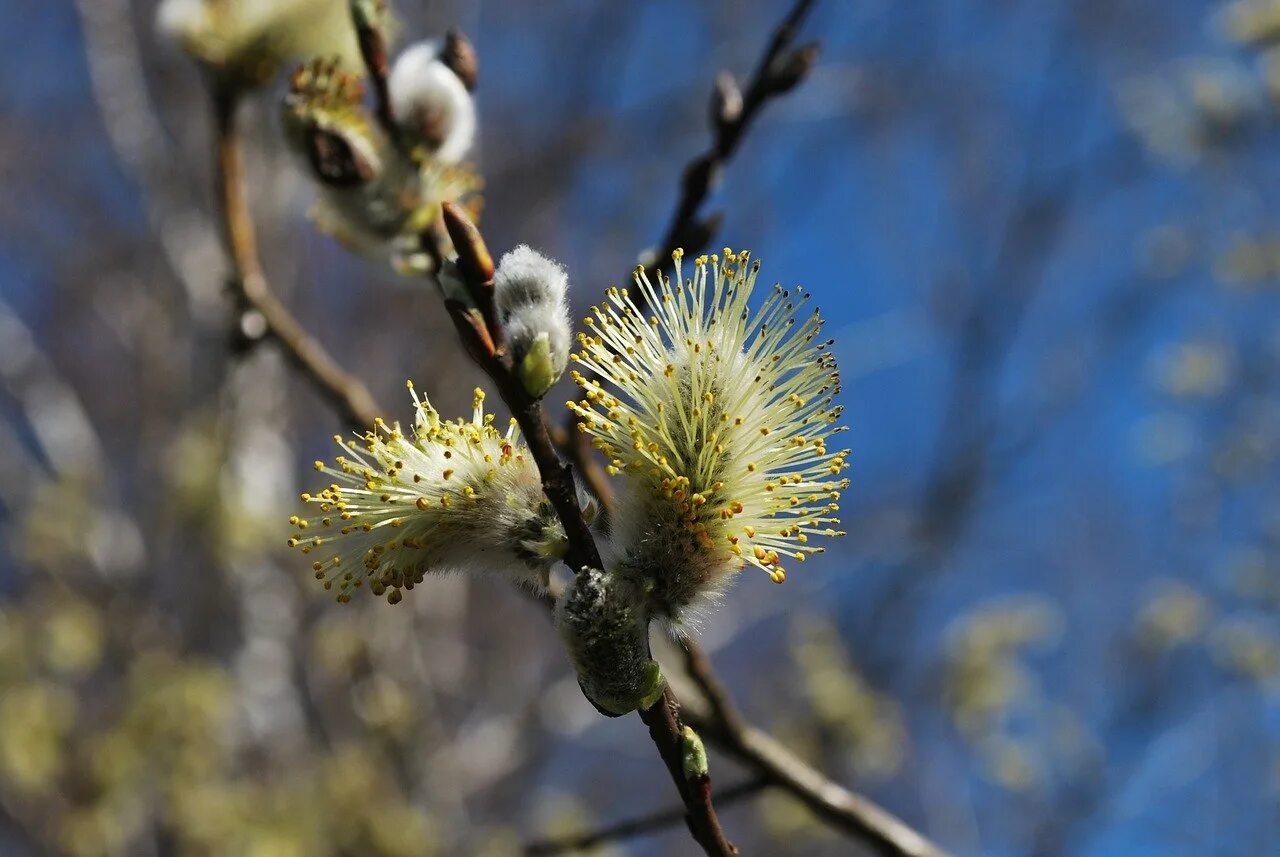 верба ива лоза. ива козья salix caprea. ива остролистная верба. тальник ива верба отличия. талина верба ива.