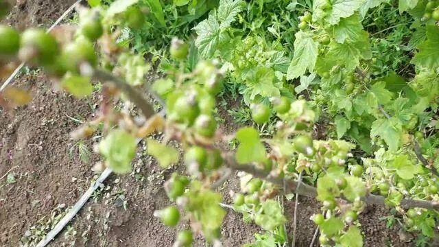 Стеклянница йошты. Стеклянница на смородине. Смородина усыхание ветвей смородины. Смородиновая стеклянница. Усыхают ветки крыжовника.
