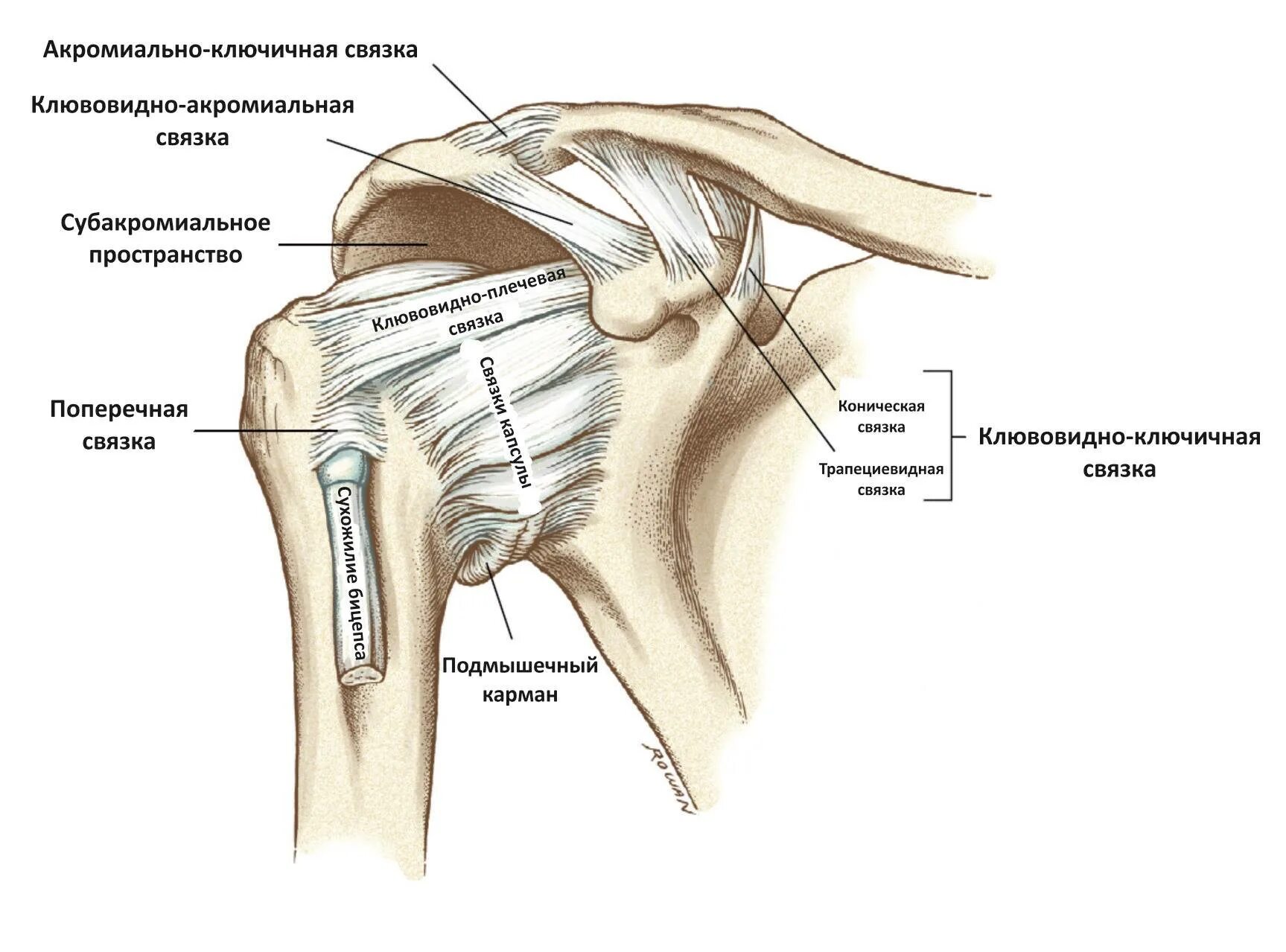 Акромиально-ключичное сочленение плечевого сустава анатомия. Клювовидно плечевая связка плечевого сустава. Разрыв клювовидно-плечевой связки. Суставные связки плечевого сустава. Повреждения правого плечевого сустава