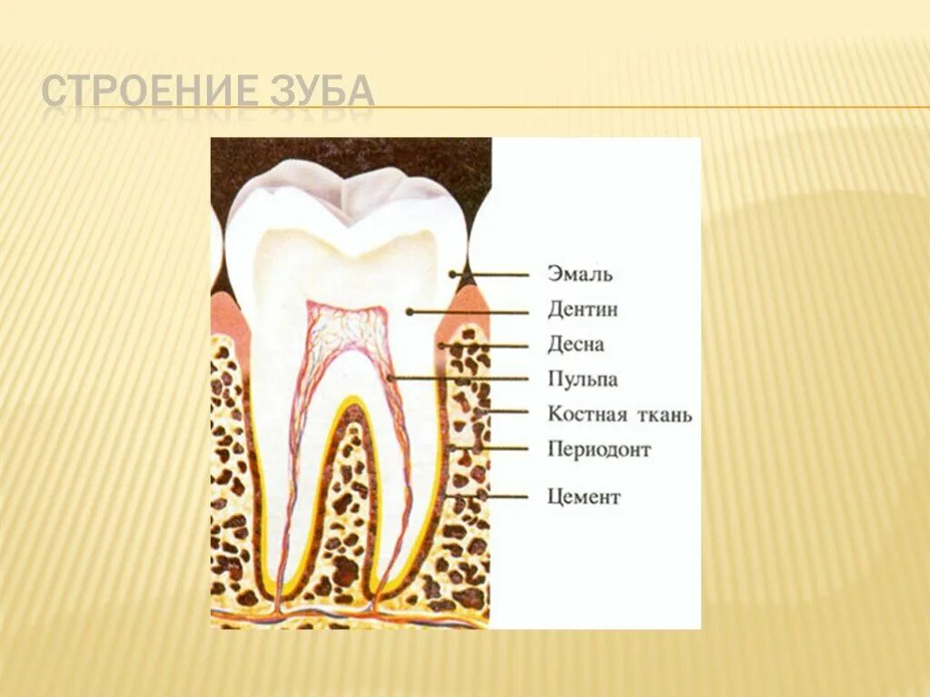 Функции тканей зубов. Твердые и мягкие ткани зуба гистология. Твердые ткани зуба гистология. Строение зуба.