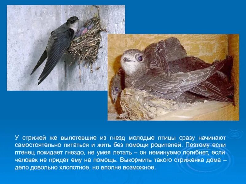 Подготовь сообщение о стрижах найди информацию. Доклад о стрижах. стриж птица. стрижи птицы сообщение. факты о стрижах.