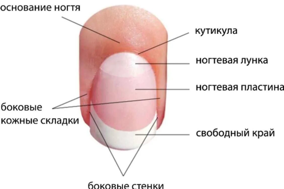 Белый полукруг на ногтях. Строение ногтя птеригий. Структура ногтя кутикула. Строение кутикулы ногтя. Строение ногтя и ногтевой пластины для мастера маникюра схема.