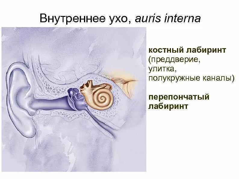 Во внутреннем ухе выделяют