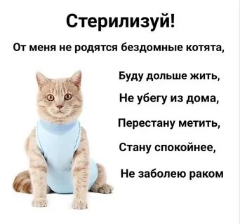 Стерилизованные кошки живут