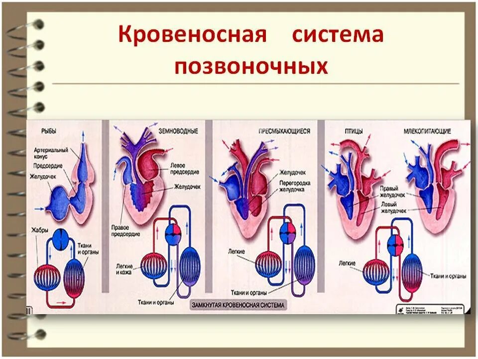 Земноводные строение кровеносной системы сходство и различия. Эволюция органов кровеносной системы позвоночных животных. Схема развития кровеносной системы позвоночных. Эволюция кровеносной и дыхательной системы у животных таблица. Эволюция кровеносной системы позвоночных животных схема.