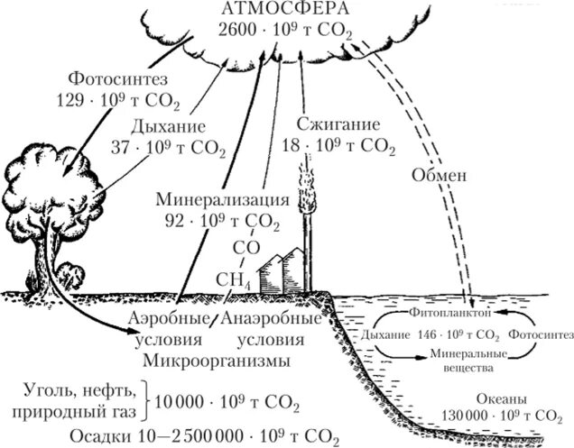 Каким путем связанный углерод возвращается в атмосферу. Круговорот углерода и кислорода схема. Круговорот углекислого газа и кислорода в природе схема. Схема цикла диоксида углерода. Биохимический цикл углерода схема кратко.