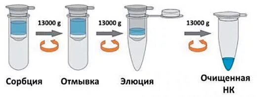 Процесс выделения днк. Этапы выделения ДНК. Выделение ДНК на колонках. Основные этапы выделения ДНК. Методика выделения ДНК.