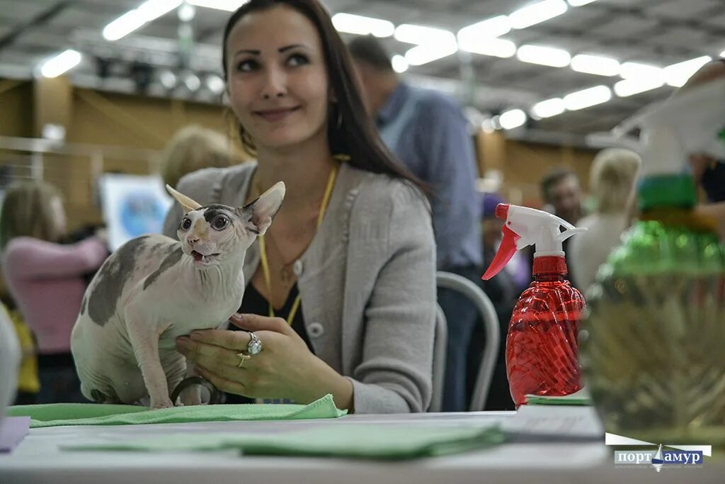 Выставка кошек в звезде. Выставка кошек набережные челны. Выставка кошек в звезде. Выставка кошек в москве. Выставка кошек ульяновск звезда.