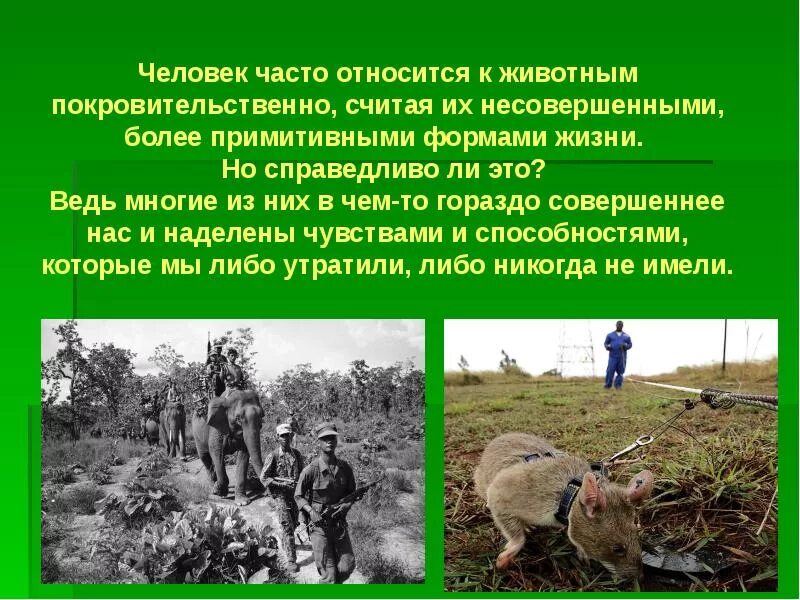 Как человек должен относиться к животным. Сообщение на тему животные на службе у человека. как люди должны относиться к животным. доклад на тему животные на службе человека. сообщение &quot; животные на службе&quot;.