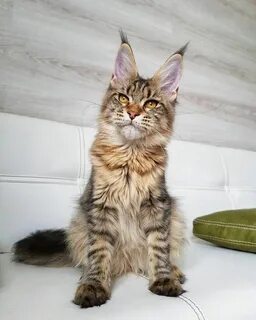 Мейн кун похожие