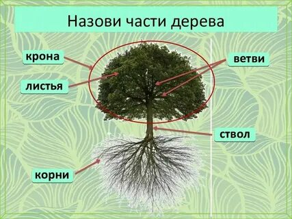 Черепный ствол
