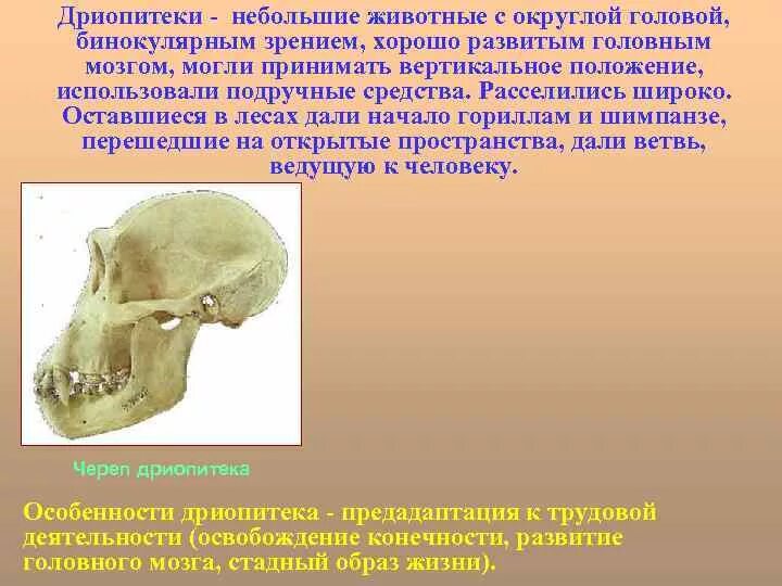 Парапитеки объем мозга. Парапитеки внешний вид. Парапитеки объем мозга. Парапитеки объем мозга. Таблица эволюции человека с дриопитеков.
