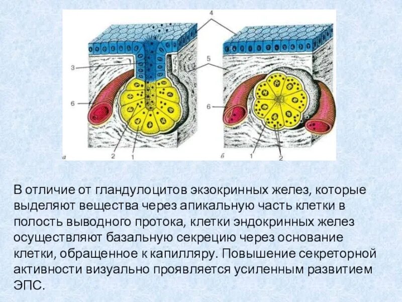 Строение экзокринных и эндокринных желез. Экзо и эндокринные железы. Схема строения экзокринных и эндокринных желез. Степень кровоснабжения экзокринных желез.